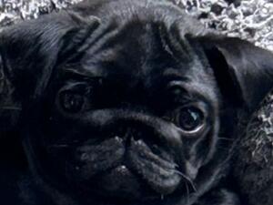 Wilma…available puppy