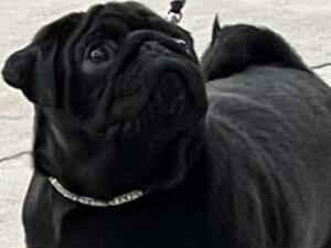 Snugglepug Godolphin