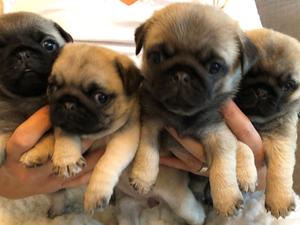 Sweet Candy babies