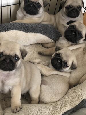 The litter