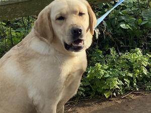 Nellie out walking the coastpath