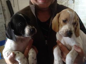 Six week old bitches