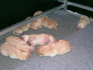 FULL TUMMIES AND SLEEPING NICELY!