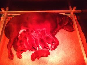Ethel and her babies