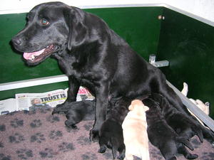 PROUD MUM GLADYS AND HER BABES