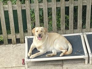 Nellie enjoying the sunshine