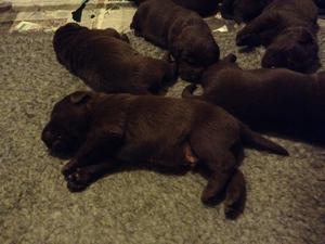 Ah , all sleeping nicely .full tums!