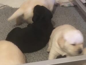 Two weeks old