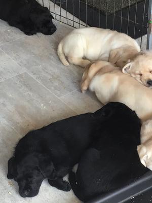 Snuggle puppies