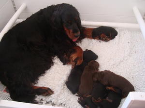 Previous Litter