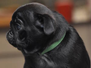 Green-collared boy