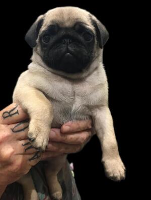 Boy at 7 weeks