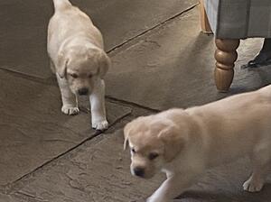 Beatrix and her pups