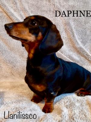 champdogs dachshund
