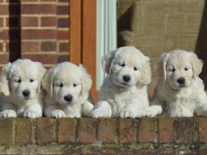 Typical Toddrosa puppies