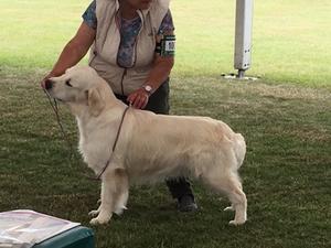 Josh winning a class at Windsor Championship Show