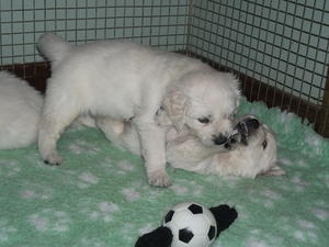 puppies playing