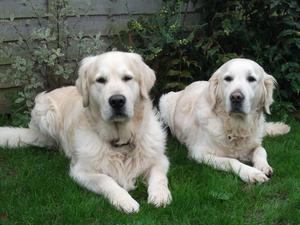 Mum and Dad