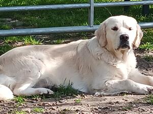 Darcy relaxing in the sun Aug 2023