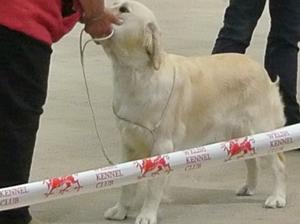 Ellie 2015 qualifying for Crufts 2016