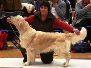 Dylan at a championship show