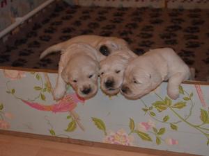 pups at 2 1/2 weeks old