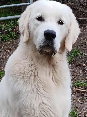 Vinnie at 9 months