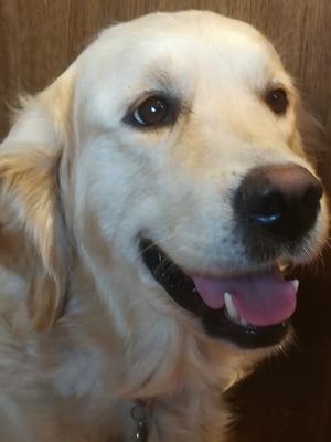 Ellie 2018