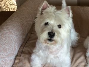 Lulu my eldest Westie.