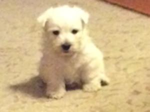 Missy at 5 weeks.