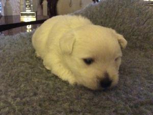 Dog pup at 3 wks old.