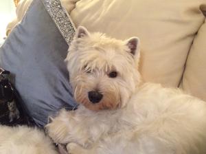 Missy my pup.Dolly's daughter/ Lulu's grandaughter