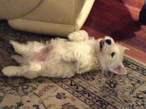 Phew, I am exhausted after digging up that garden.