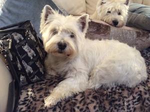 Dolly. Lulu's daughter & Missy's mam.