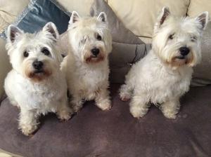 The 3 girls after their bath and blow dry.