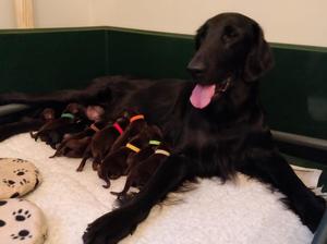 Myshka (Mum) with 11 lovely Pups