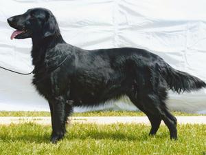 Ballyriver Snow Flake ( Myshka )