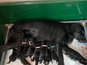 6 Days old