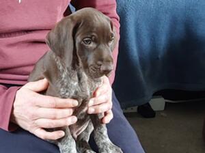 Valger dog puppies available