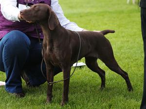 Phoebe at Darlington Champ show