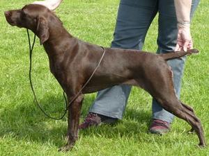 Phoebe at Northriding Gundog