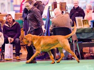 Lettie moving at Crufts winning VHC