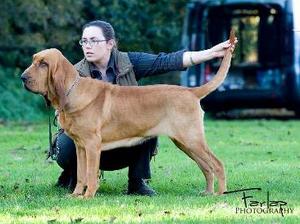 Lettie winning Best Bitch at The Bloodhound Club