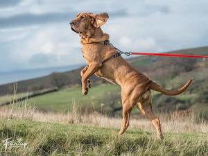 Tracking at The Bloodhound Club Championship Trial