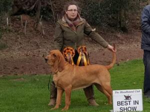 Bloodhound Best In Show