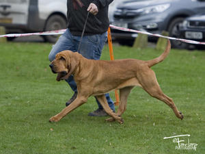 Lettie winning Best In Show The Bloodhound Club