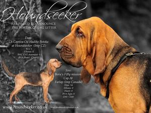 Bloodhound Litter
