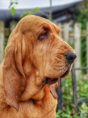 Houndseeker Amber