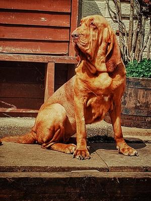 Neela