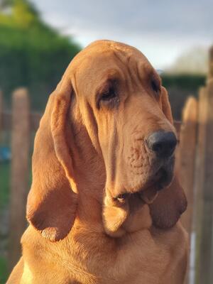 Houndseeker Charmed ~ Houndseeker Bloodhounds